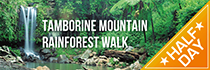 Tamborine Mountain Rainforest Walk Half Day