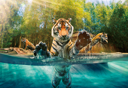 australia zoo