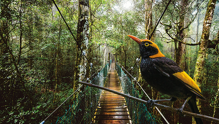 Gold Coast And Brisbane Day Tour For You Gold Coast And Brisbane Day Tour For You