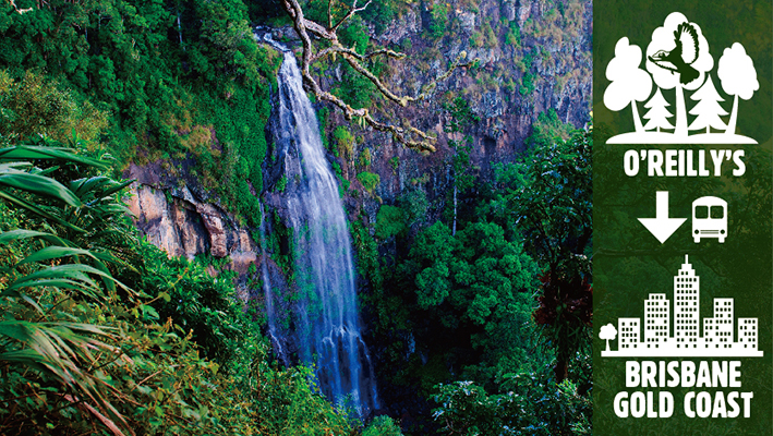 O Reilly S Transfers Down Mountain To Gold Coast Brisbane O Reilly S Transfers Down Mountain To Gold Coast Brisbane